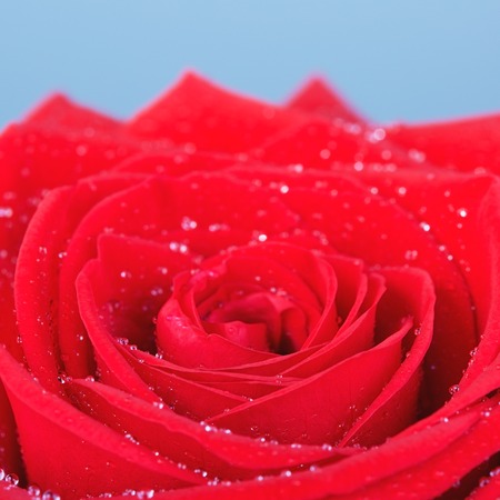 single red rose flower, on blue background, close up viewの写真素材