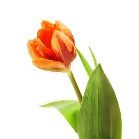 orange tulip flower, isolated on white backgroundの写真素材