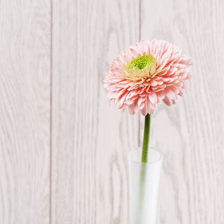 pink gerbera daisy flower in vase on wooden backgroundの写真素材