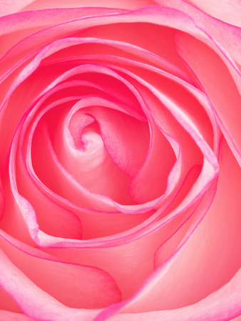 beautiful pink rose flower, top view macro shotの写真素材