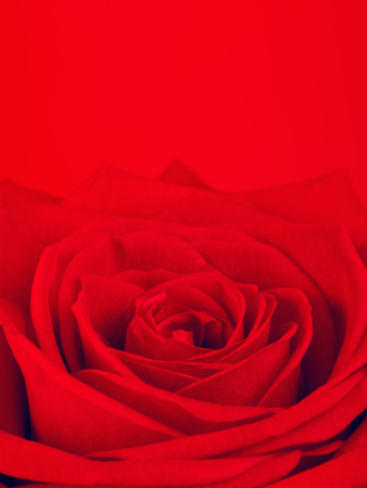 single red rose flower, on same color background, macroの写真素材
