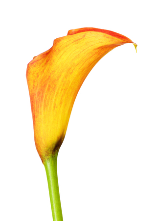 orange calla lily zantedeschia flower, isolated on whiteの写真素材