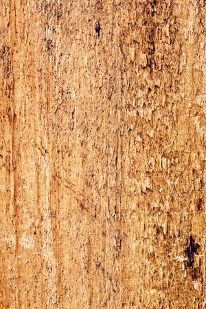 warm brown pinewood texture, close up backgroundの写真素材
