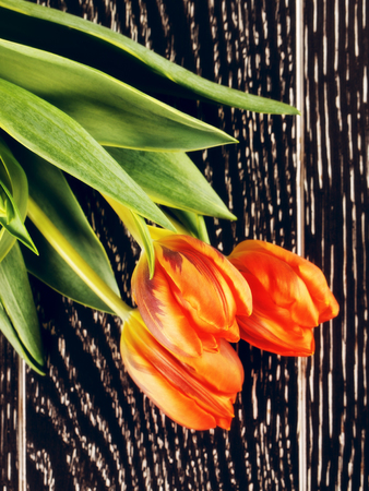 orange tulip flowers bouquet on wooden backgroundの写真素材