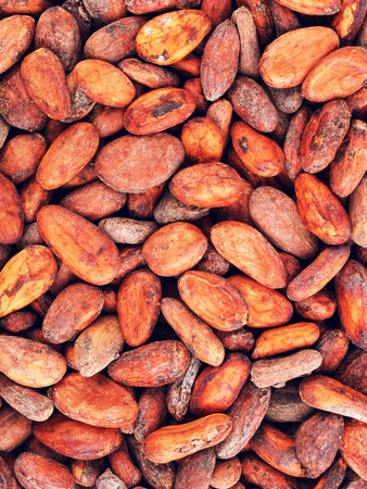raw fresh whole cacao beans, food backgroundの写真素材