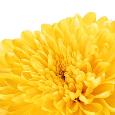 autumn yellow flower chrysanthemum background, macro shotの写真素材