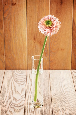 pink gerbera daisy flower in vase on wooden backgroundの写真素材
