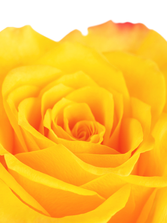 single yellow rose flower background, close upの写真素材