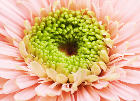 pink gerbera daisy flower, close up backgroundの写真素材