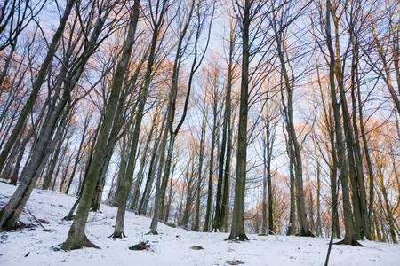 View of a forest in winter (Sweden).の写真素材