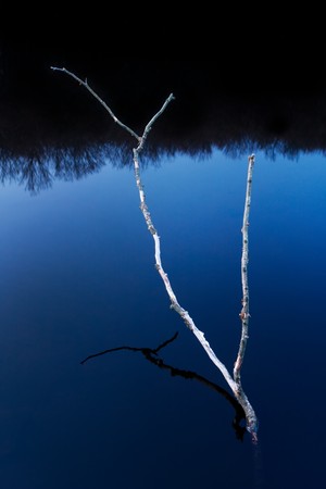 Close-up on a branch emerged from water, with reflections of a forest in the background.の写真素材