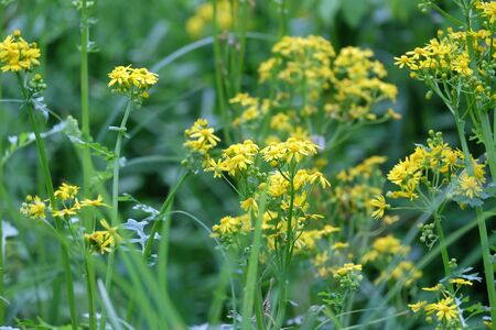 A yellow flower in a field. High quality photo