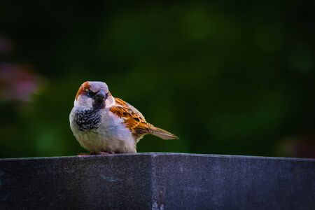 Sparrow standing on a block while looking to the leftの写真素材