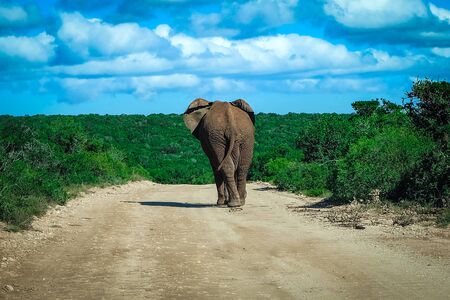 Elephant walking away on a beautiful dayの写真素材
