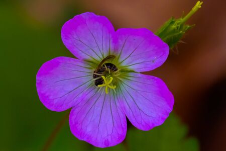 Fully bloomed wild geranium with a bee enjoying the nectarの写真素材