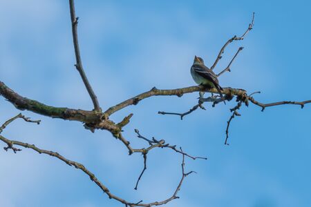 A bird sitting on a tree branch