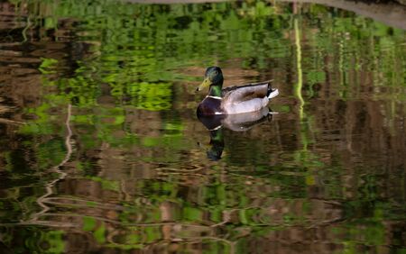 A duck swimming in the lake with blue waterの写真素材