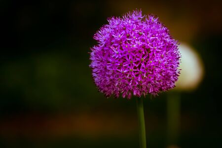A fully blossomed purple allium flower headの写真素材