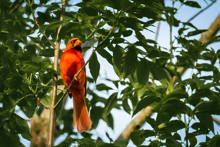 A Northern cardinal sitting on a branch of a treeの写真素材