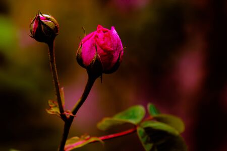 A close up of a pink rose bud. High quality photoの写真素材