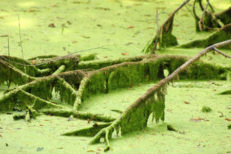 Swampの写真素材