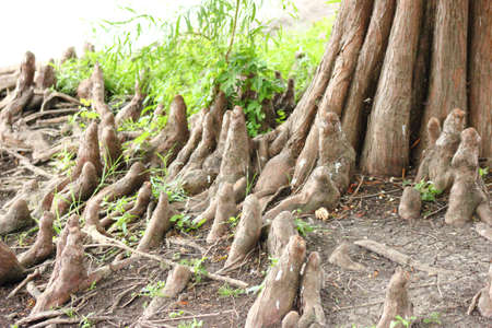 Bald Cypress Tree Roots