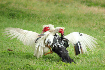 Fighting Ducks
