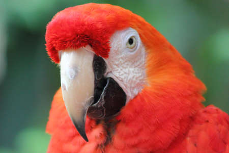 Closeup of a Scarlet Macaw