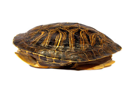 Isolated brown red ear slider hollowed out turtle shell  
