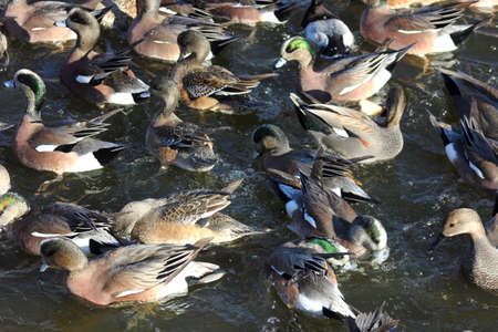 Overwintering American wigeons swimming and floating on a lakeの写真素材