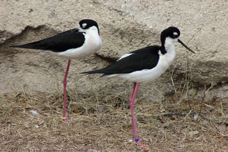 Black-necked Stilts standing on the shoreline by a rockの写真素材