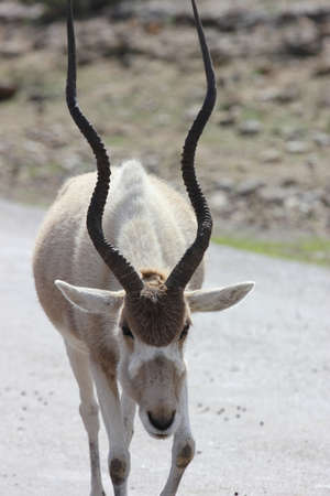 A close up view of an addax, addax nasomaculatusの写真素材