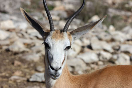 A close up view of a springbok antelope, Antidorcas marsupialisの写真素材
