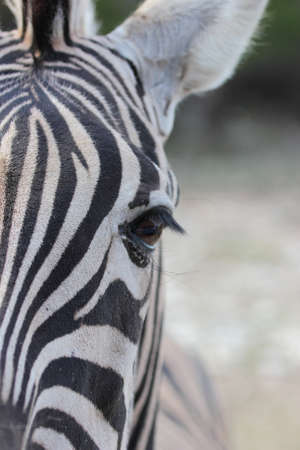 Close up view of a zebra, Equus quaggaの写真素材