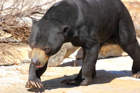 A close up of a sun bear,Helarctos malayanus , walking in the sun