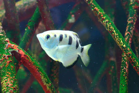 a close up of a fish swimming in a mangrove forest underwater