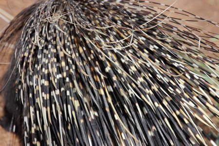 Close up view of many different sized porcupine quillsの写真素材