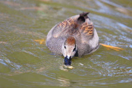A view of a Gadwall eating a piece of bread while swimming in a pondの写真素材