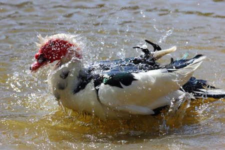 A muscovy duck taking a bath and shaking the water offの写真素材