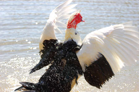 A muscovy duck flapping its wings while taking a bathの写真素材