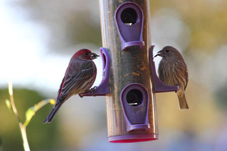 A male and female house finch, Haemorhous mexicanus, eating at a bird feeder