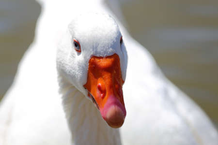 A close up view of a white African gooseの写真素材