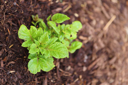 Close up view of a newly sprouted russet potato plant