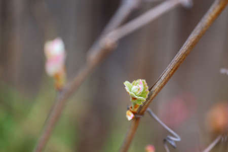 Close up view of a grapevine starting to sprout in the spring