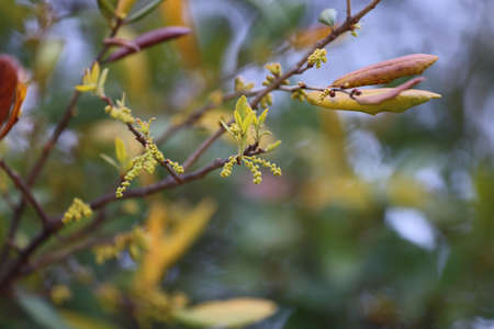 Close up view of a live oak tree budding and floweringの写真素材