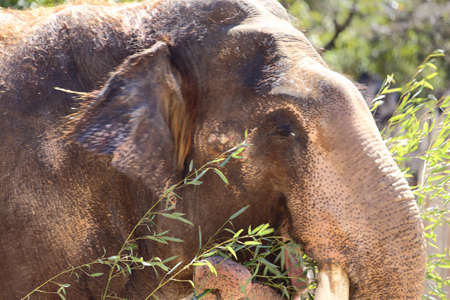 Close up view of an Asian elephant, Elephas maximus, eatingの写真素材