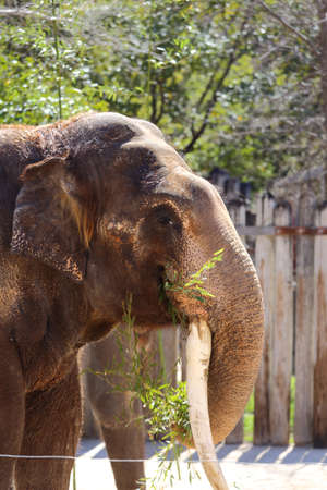 Close up view of an Asian elephant, Elephas maximus, eatingの写真素材
