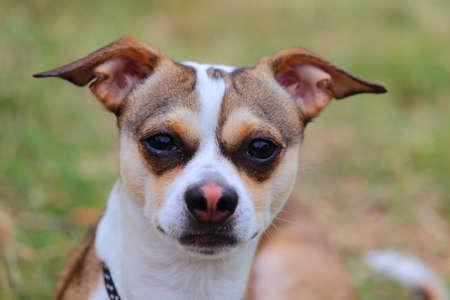 A face shot of a terrier mix dog who is looking at the cameraの写真素材