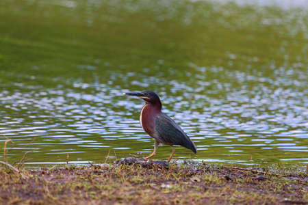 Green heron walking on the shoreline with food in its mouthの写真素材