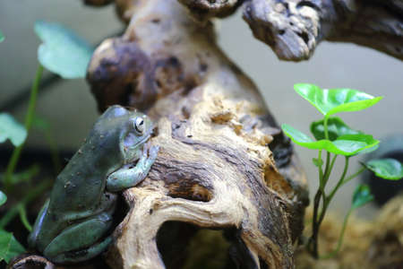 A White s dumpy tree frog sitting on a logの写真素材